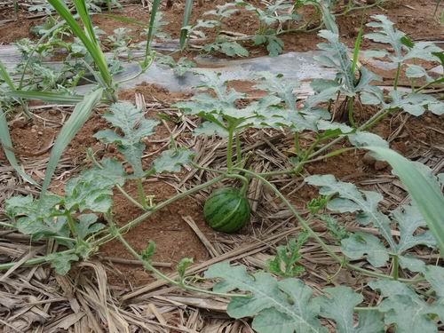 ������˼���������Ϸ�������