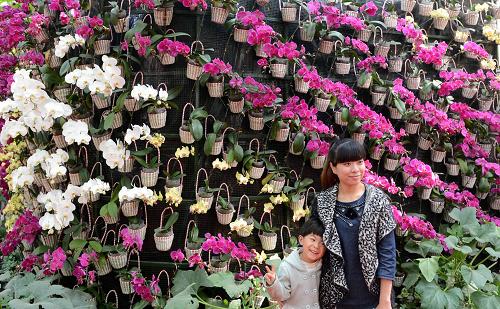 ɽ���ٹ��߲˲�������̨��ũ����Ʒ���˰�