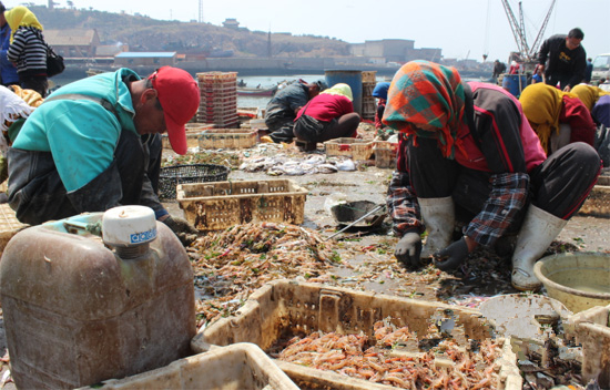 谷雨时节 山东威海渔民迎丰收