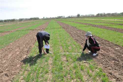 ���ɹź������조�����ʩ�����ȶ�С����ֲ���