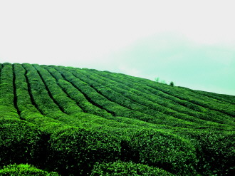 春日里贵州茶园好戏连台