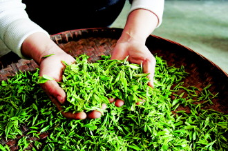 做茶已经成为茶区群众脱贫致富的主要渠道