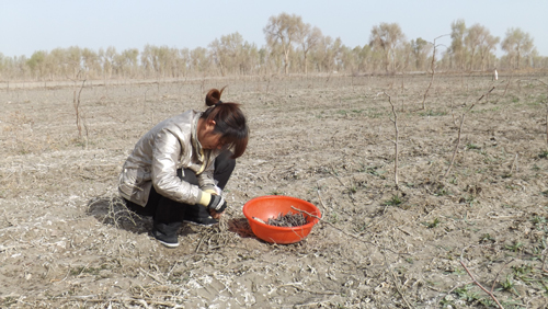 新疆兵团二师三十三团九连引进枣树嫁接工 加强枣树产业发展步伐
