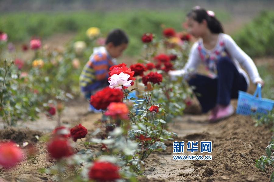 4��20�գ���ũ��ɽ����ƽ�γ�õ����ֲ���ز�ժõ�廨��