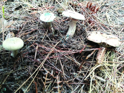 �������֡�������������ר�ҿ���