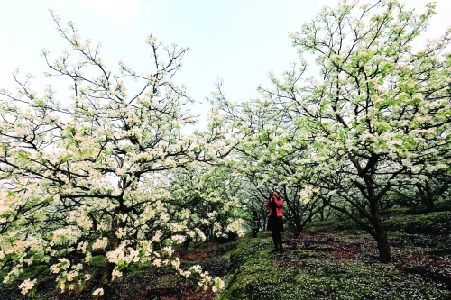 �������֣�ǧ�������滨��