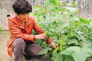 ����������������̬԰��ֲ���ͻƹ� Ķ��3500����