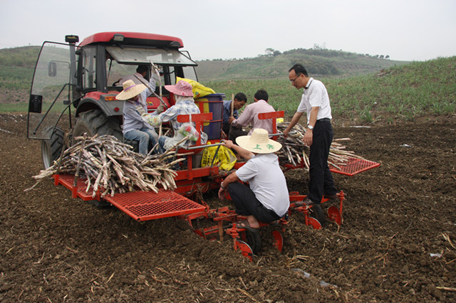 广西田阳县:引进甘蔗新品种 提高单产助增收