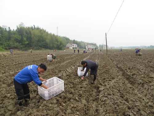 湖南桃江阳春三月 蔬菜生产正当时