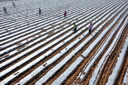 ɽ���ĳ��У�����������ֲæ