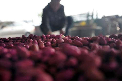 4��22�գ���ɽ��ʡ�ĳ�����ƽ�ؼ�կ�򣬵�ʢ������ֲרҵ�������ũ������ɹ�����֡�