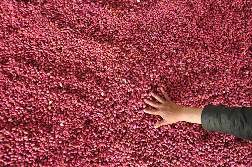 4��22�գ���ɽ��ʡ�ĳ�����ƽ�ؼ�կ�򣬵�ʢ������ֲרҵ�������ũ������ɹ�����֡�