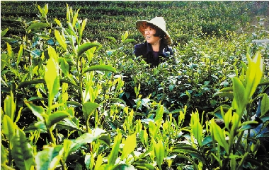 �ӵ���������Ӯ���� �㽭���������׼�����г�