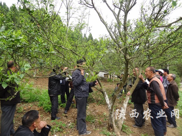 陕西紫阳汉王镇柑橘管理技术“送农家”