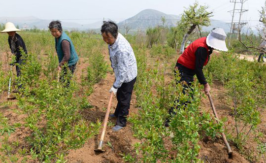安徽淮北市烈山区:塔山石榴管护忙