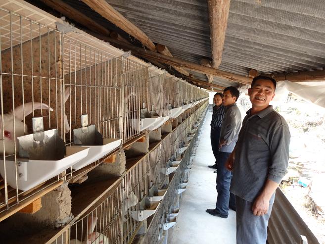 福建泰宁下渠:萌萌小獭兔 引来致富路