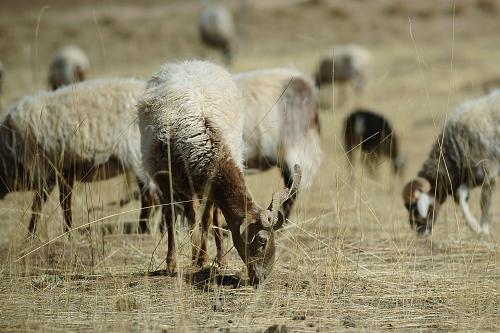 ���ຣʡͬ���ص�һ����������ֻ���ڳԲݡ�