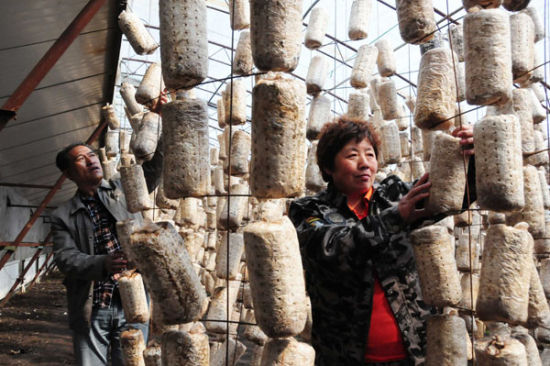 �������찲�أ����ľ����������ũ������