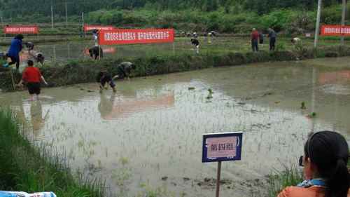 湖南桂阳:立足本职,服务群众,插田竞赛促春耕