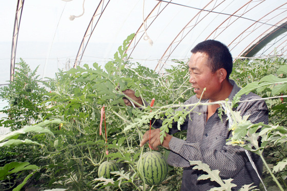 新疆若羌县大棚西瓜即将上市
