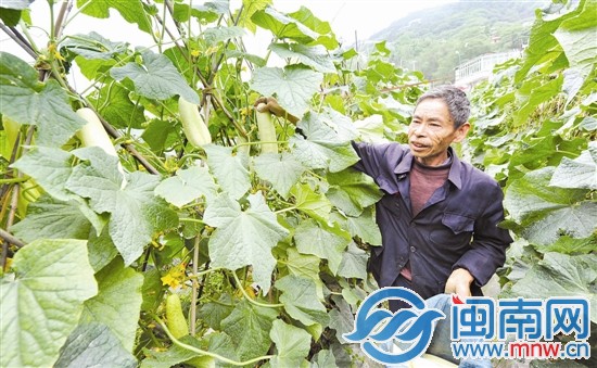 ¸£½¨ÈªÖÝÊÐÇøÈý´óũóÊг¡Éèµã ÒåÂô6000½ï°®ÐĻƹÏ2