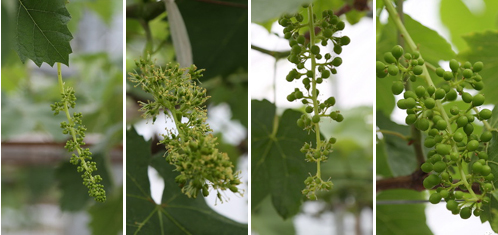 上海嘉定葡萄早熟品种陆续坐果