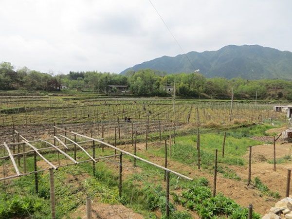 ���������ضྭվ���й�ָ����ҩ������2