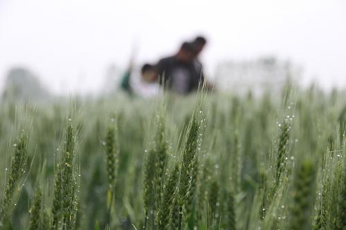 4��26�գ�ɽ��ʡ�����������ص�ͷ�򶫰����ũ��������鿴С���ơ�