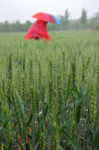 4��26�գ�ɽ��ʡ����������ɽ�ֵ��Ϸ���ũ����ð��鿴С���ơ�