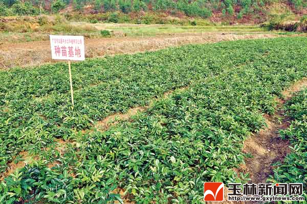 ������������ҩ�Ĳ�ҵ�򡰳�����