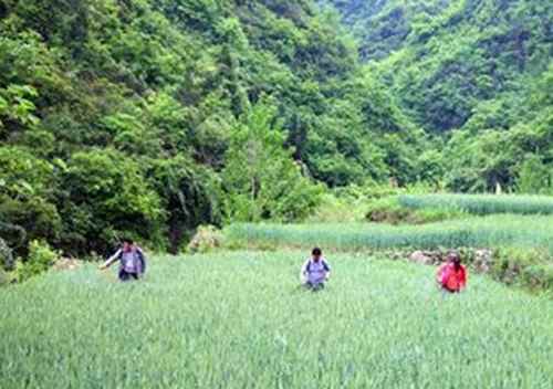 �����������й�ɽ��ץ����ʵС��һ��������