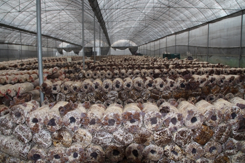 广西东兴市大力发展食用菌产业