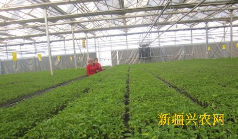 新疆乌恰县设施农业完成育苗400万株