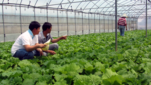 贵州纳雍乐治镇蔬菜园区大白菜亩均增产六千斤