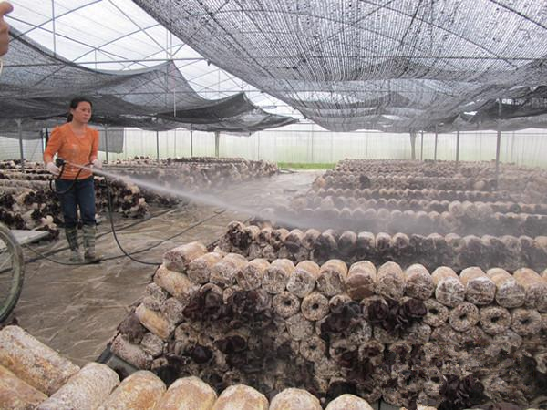 ɰش彨120ĶԴʳþֲ