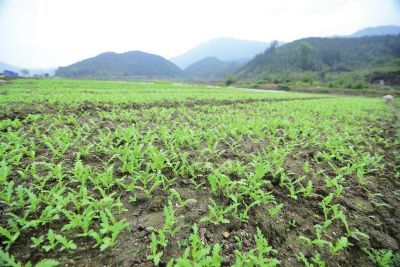 福建:武夷一方田蔬菜获得安全肯定