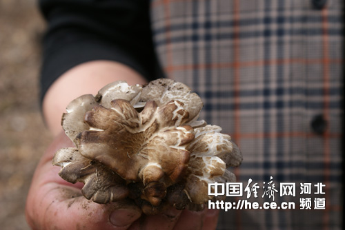 �ӱ�ƽȪ�����������������Ȼ��������ɹ�