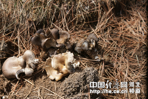 ���������ĸ���ƽ��