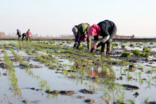 绥滨农场水稻插秧草。