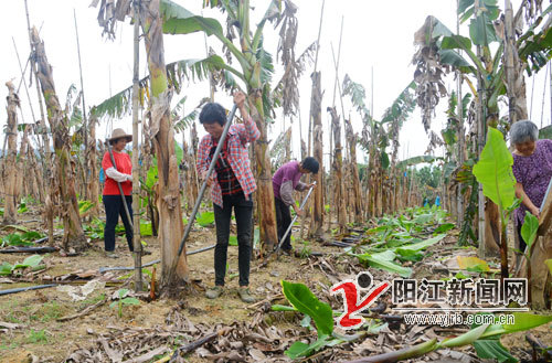 广东阳春合水茶河村蕉农忙砍蕉调植期打时间差