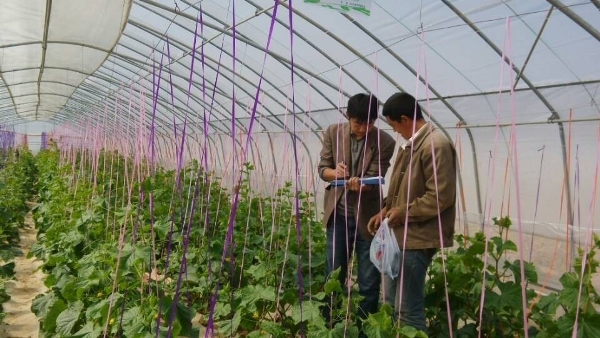 甘肃甘谷县农产品质量安全监管站进行节前蔬菜大抽检