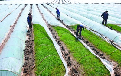 ���ճ����У�����ũʱ����æ