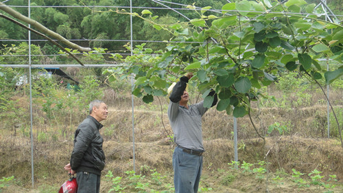 福建明溪:驻乡巡村 指导猕猴桃疏果