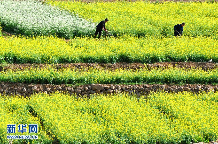 山东临沂:立夏时节农事忙