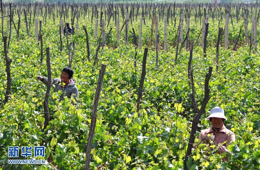 5月4日,山东省淄博市沂源县悦庄镇西悦庄村的农民在对种植的大田葡萄进行田间管理。