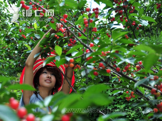 贵州铜仁碧江:路腊万亩野生樱桃红了