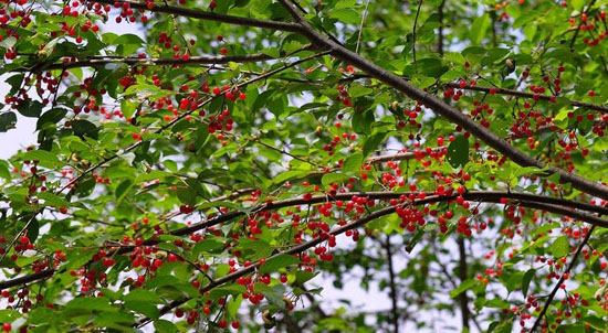 铜仁市碧江区云场坪镇路腊村的野生樱桃