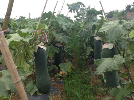 ���ϳ���������ֲ����Ķ 2000�������������2ëһ��