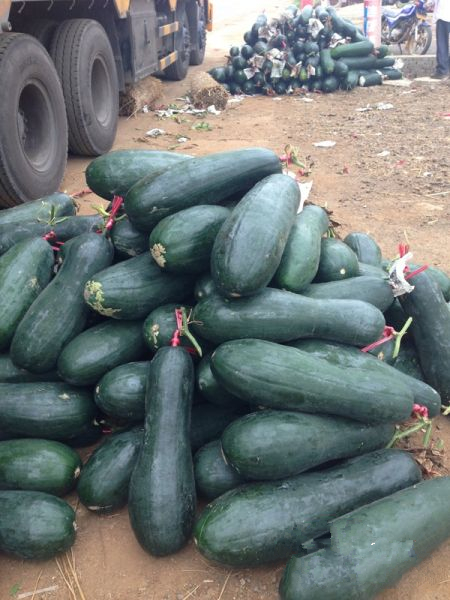 ���ϳ���������ֲ����Ķ 2000�������������2ëһ��3