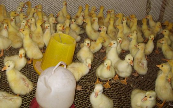 ½Ŷʦʮְ¶Ԫֳ һƬ